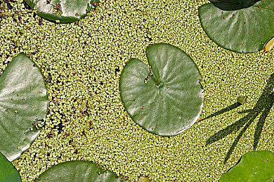 开发商推出经典复古卡带版新游众筹 旧瓶装新酒